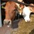 koeien in de stal